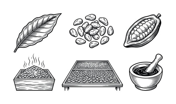 Set of vintage cocoa processing icons. Hand-drawn illustrations of cacao pod, beans, fermentation, and drying for organic chocolate branding or packaging design. Engraving style.