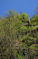 Fototapeta premium The dense Colchis forest growing on the slope over Khosta River.