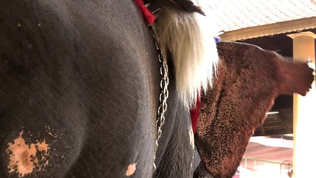 Closeup of wagging ear of a decorated elephant participated in a temple festival in Kerala, India