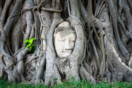 Buddha Head statue with trapped in Bodhi Tree roots at Wat Maha That Ayutthaya. Ayutthaya historical park Thailand.