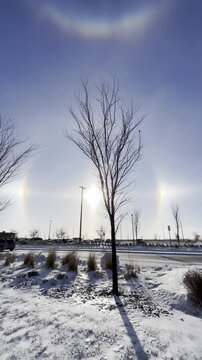 Spectacular Sun Dog and Solar Halo with a frozen tree in Regina, Saskatchewan. Rare atmospheric phenomenon in extreme winter cold