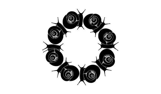 Circular Amphidromus snail icon rare shell mollusk vector