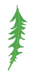 Obraz premium Curved Dandelion Leaf Illustration