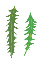 Obraz premium Pair of Green Dandelion Leaves