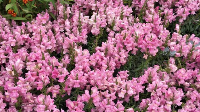 Colorful snapdragon flowers blooming vibrantly along bright garden beds March 21 2026