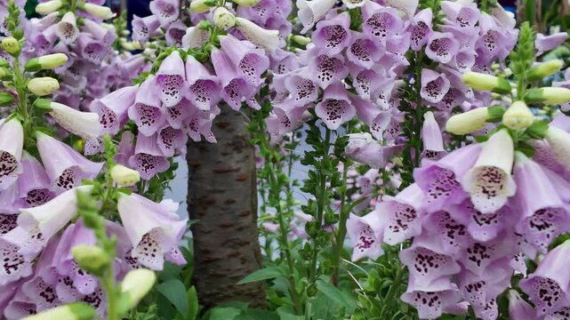 Delicate bell shaped petals hanging gracefully from stems March 21 2026