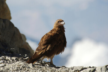 Fototapeta premium A juvenile mountain caracara - Phalcoboenus megalopterus - in the high Andes in Southern Peru. Still a juvenile it is mostly brown