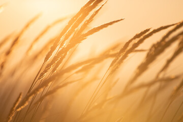 Wild grass in a summer forest against the sky at sunrise. Beautiful summer nature background.