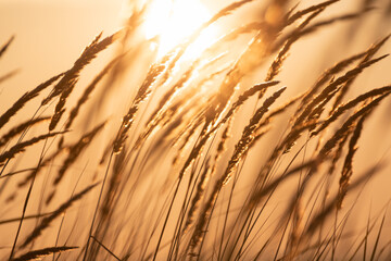 Wild grass in a summer forest against the sky at sunrise. Beautiful nature background.