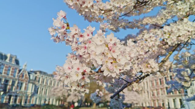 European Dutch garden tree flowers blossoming in the spring season in the city town of Netherlands, daytime golden hour scenery with natural loutdoors light sunshine, beautiful view of the park
