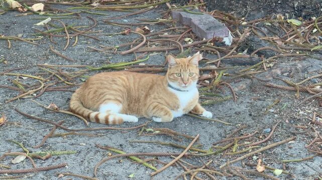 A small ginger cat sits outside on a dirt patch