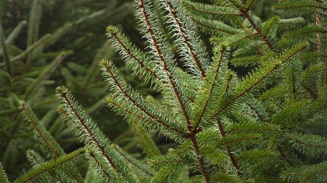 Close up of pine tree in sunny forest. Ideal for nature documentaries and background visuals.