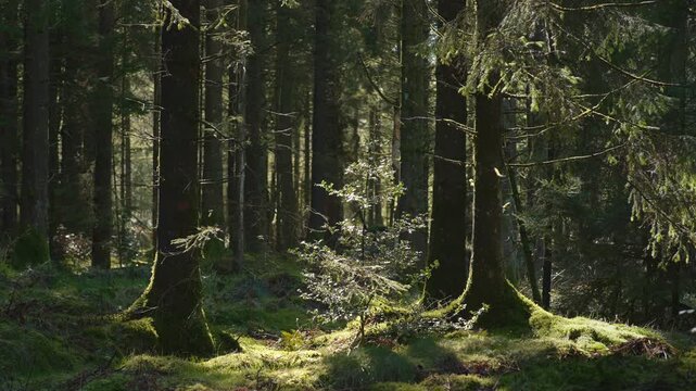 Sunlight filters through tall trees in dense forest. Ideal for nature documentaries and background visuals.