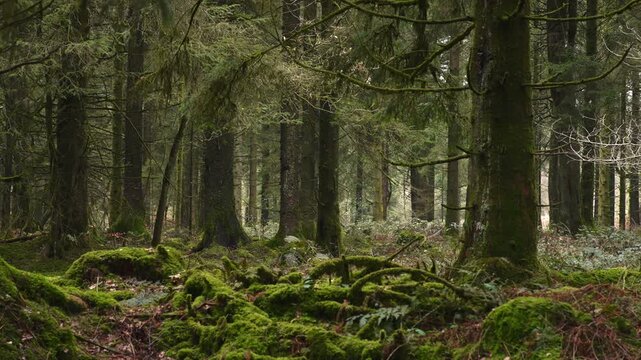 Vibrant British forest during Spring. Perfect for nature documentaries or relaxation videos.