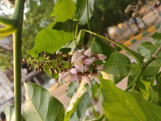 Fototapeta premium Millettia pinnata Flowers and leaves, also known as Pongamia pinnata and commanly in india known as Indian beech, Pongam oiltree/Vange Mara