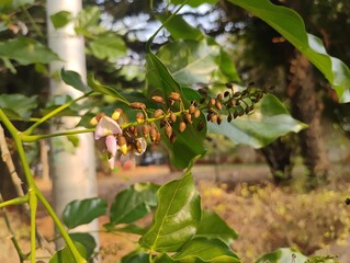 Obraz premium Millettia pinnata Flowers and leaves, also known as Pongamia pinnata and commanly in india known as Indian beech, Pongam oiltree/Vange Mara