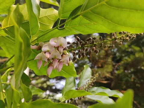 Millettia pinnata Flowers and leaves, also known as Pongamia pinnata and commanly in india known as Indian beech, Pongam oiltree/Vange Mara