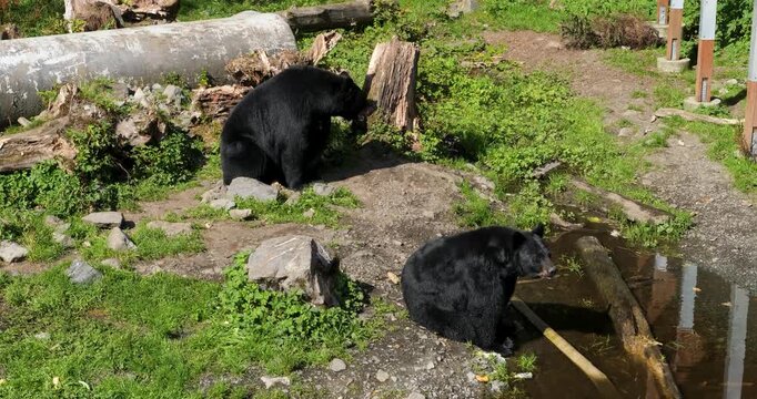 Two Black Bears sitting in a sunny day in Sitka, Alaska.
