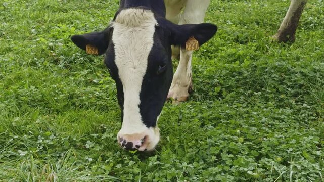 Black and white holstein cow grazing and eating fresh green clover in a pasture