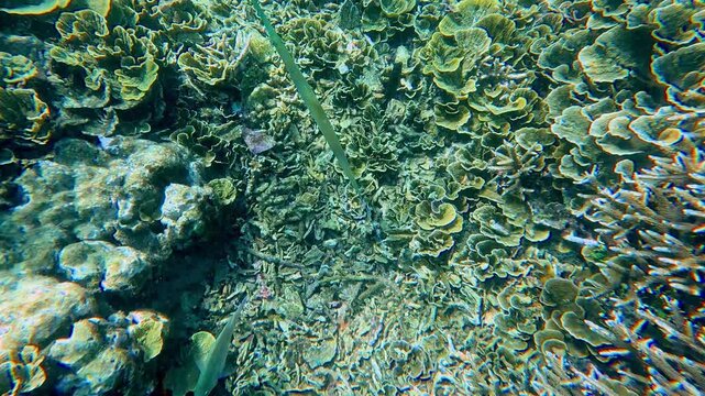 Tracking shot to a bluespotted cornetfish (Fistularia commersonii) camouflaged and swimming among the dense turbinaria reniformis (yellow scroll coral) and staghorn coral (acropora cervicornis)