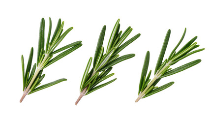 Fototapeta premium Three fresh green rosemary sprigs, fragrant culinary herb for healthy cooking and seasoning