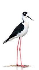 Fototapeta premium A black-necked stilt standing on a patch of dry land