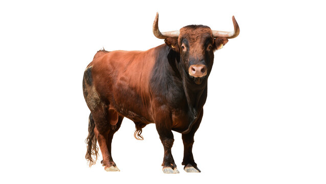 A powerful Spanish fighting bull with strong horns stands proudly looking forward