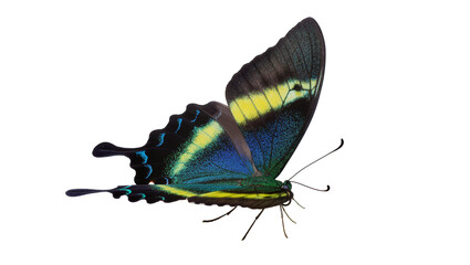Beautiful exotic butterfly with vibrant blue and yellow wings, showcasing natural beauty and grace © Gael