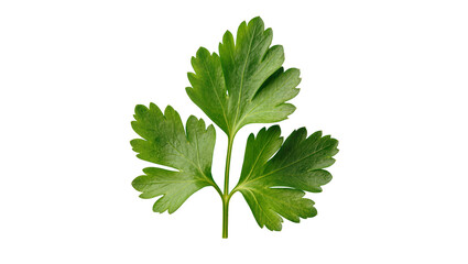 Fresh green parsley sprig, a popular aromatic culinary herb, perfect for cooking and garnish © Gael