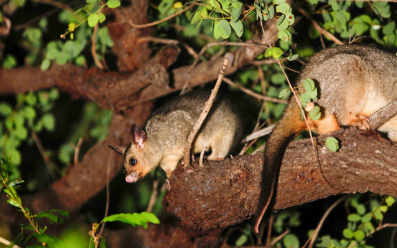 juvenile northern brushtail possum