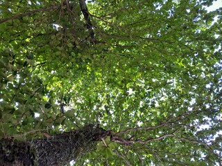 Obraz premium Low angle view of lush green tree canopy with sunlight filtering through leaves. Looking up through vibrant green leaves of a large tree against a bright sky, summer forest background.