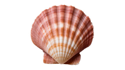 Detailed spiral seashell with intricate orange brown and cream patterns, isolated on transparent...