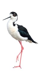 Obraz premium A black and white bird with long pink legs and a long beak