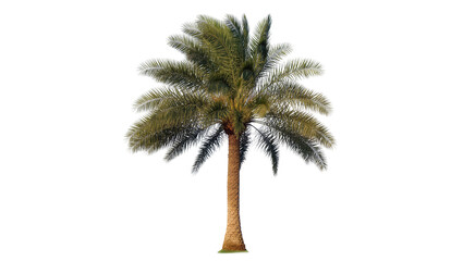 Lush green palm tree stands tall, symbolizing tropical paradise and exotic summer vibes © Elvin