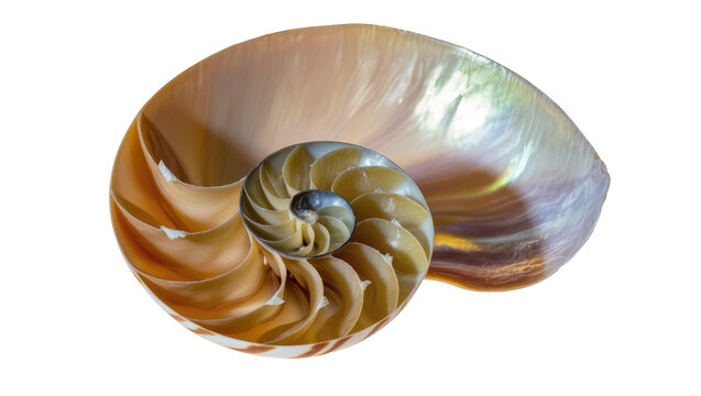 Exquisite cut nautilus shell showcasing mesmerizing natural golden ratio spiral pattern