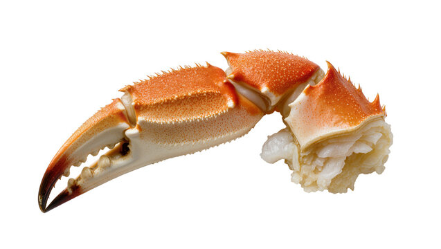Delicious cooked crab claw with cracked shell revealing tender white meat, ready to savor