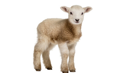 Adorable baby lamb standing upright and looking at the camera with gentle innocence © Elvin