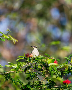 singing honeyeater (Gavicalis virescens)