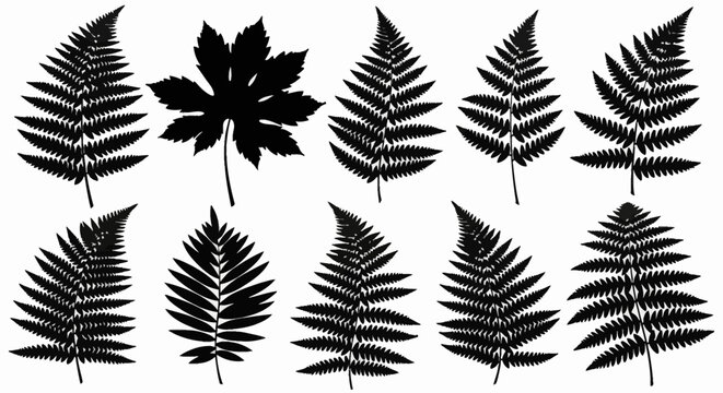 Black silhouettes of ten different leaves and fern fronds on a white background, featuring various botanical species, palmate maple leaf, and pinnate branches for nature design.