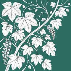 Obraz premium A vine with leaves and grapes