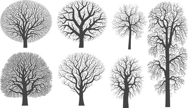 Silhouette illustration of seven leafless trees with diverse branching patterns, winter forest artwork showing botanical diversity, natural shapes, seasonal design inspiration