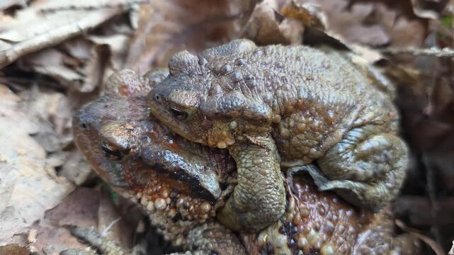 Two Toads Resting. Detailed Macro Image Of Amphibians Blending Into Environment. Scene Capturing Two Camouflaged Toads Amidst Damp Leaves And Earthy Surroundings On Quiet Woodland Floor