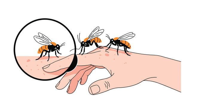 Educational illustration showing mosquitoes biting a human hand with a magnified view of the insect feeding on skin.