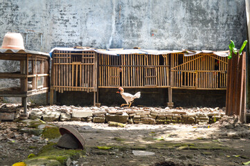 Close-up of traditional Indonesian bamboo chicken coops in a rural backyard. Rustic poultry cages with organic textures in a village farm setting. © Setyotuhu