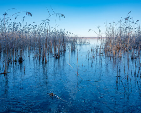 Reeds with Hoarfrost in a Frozen Lake with a thin Layer of Ice in Winter, Haselbacher See, near Leipzig, Germany