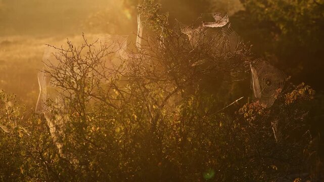 Spider webs glowing in golden sunrise light on Stora Karls&ouml; island with soft backlight and natural background, Gotland Sweden