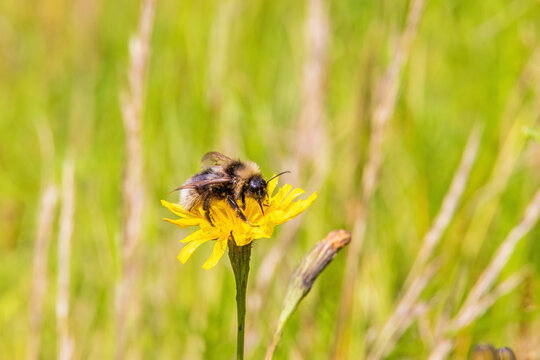 Gypsy cuckoo bumblebee foraging after nectar on a wildflower in a meadow