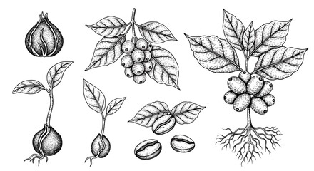 Obraz premium Vintage botanical illustration of coffee plant stages from seed to mature fruit