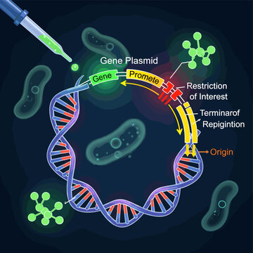 Diagram illustrating the process of gene cloning using a plasmid vector, showing the insertion of a gene of interest into a circular DNA molecule with essential genetic elements.