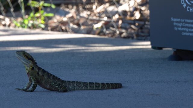 Australian Water Dragon Crawling Across Concrete Path in Beerwah Queensland
